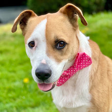 Load image into Gallery viewer, Pink Mini Dot Bow Tie