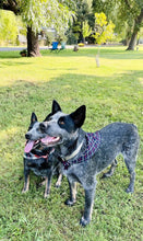 Load image into Gallery viewer, Red check pet bandana
